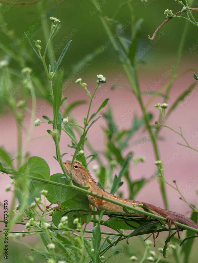 oriental garden lizard on a green plant