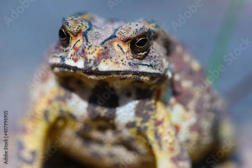 Fototapeta close up of a frog