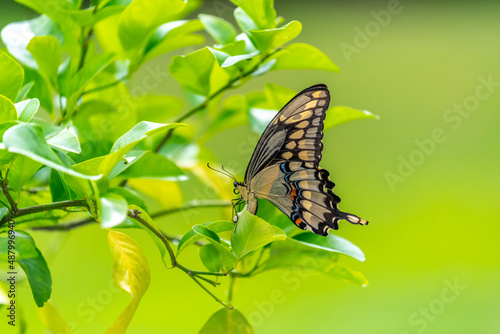 A Female Eastern Giant Swallowtail (Papilio cresphontes) laying an egg (just visible) on a lemon tree.