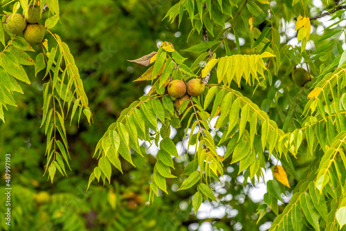 Clusters of walnuts growing on a Black Walnut tree (Juglans nigra) on Old Mission Peninsula near Traverse City, Michigan.