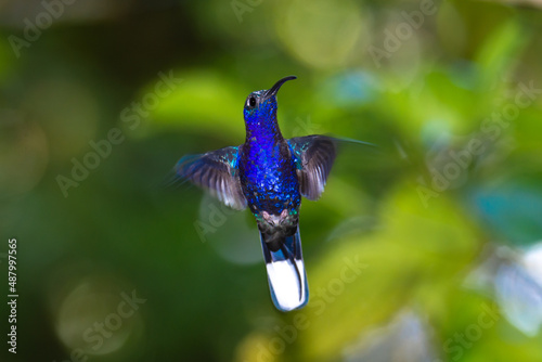 Blue, purple hummingbird flying in central america, Costa Rica. Violet sabrewing, Campylopterus hemileucurus photo