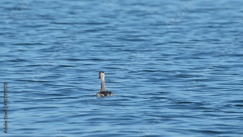 Great Crested Grebe Podiceps cristatus seen on the water from a distance moving forwards and looking around, Bueng Boraphet Lake, Nakhon Sawan, Thailand. photo