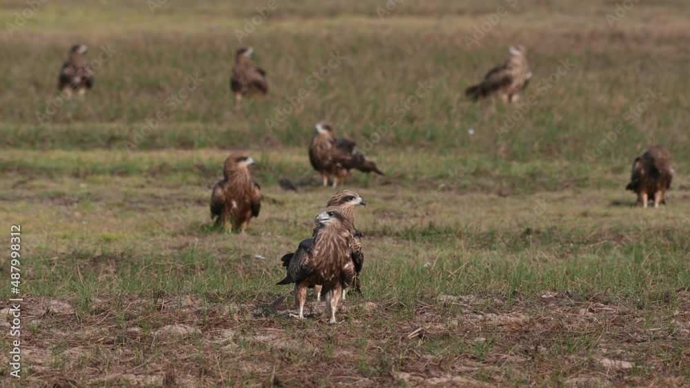 Black-eared Kite Milvus lineatus two individuals up front looking around as others at the back relaxing while some kites flyby, Pak Pli, Nakhon Nayok, Thailand. Black-eared Kite Milvus lineatus two individuals up front looking around as others at the back relaxing while some kites flyby, Pak Pli, Nakhon Nayok, Thailand.
