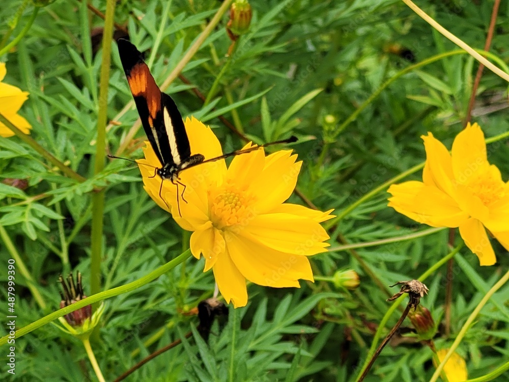 butterfly on flower