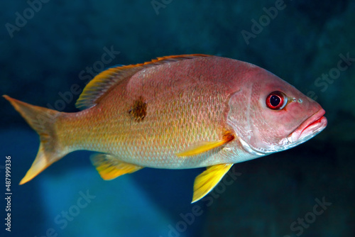 One spot snapper (Lutjanus monostigma) fish photo