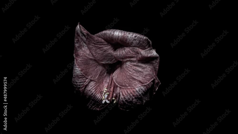 Reverse Time Lapse of Red Amaryllis. The Birth of Beauty. Withered Flower Comes Back to Life. Perfect Spring Plant Hippeastrum Rebirth