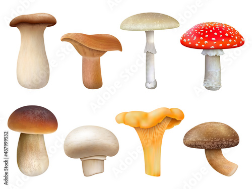Realistic edible and inedible mushroom plants, fly agaric, chanterelle, niscalo. Champignon, golden chanterelle and king trumpet vector illustration set. Mushroom plants