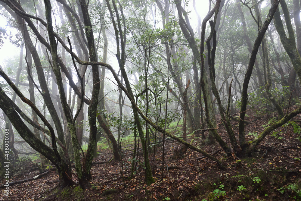 Naklejka premium Teneriffa, Kanarische Inseln, Urlaub, Pflanzen, Blumen, Vulkan, exotische Blumen, Nahaufnahmen