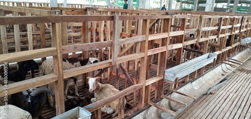 healthy cows that produce fresh meat


