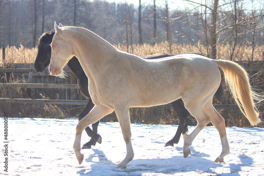 the most beautiful horse in the world, pearl horse, walking with a friend in winter, the most beautiful horse in the world, pearl horse, walking with a friend in winter,
