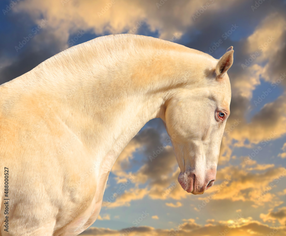  the most beautiful horse in the world, pearl horse,