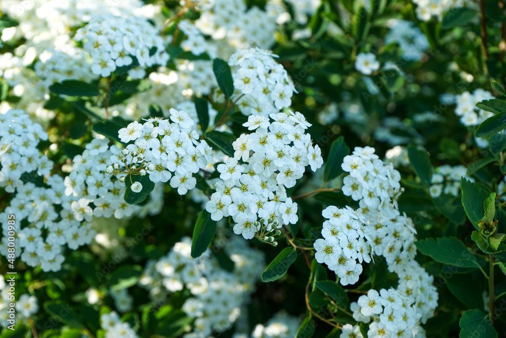 Background of little white flowers blooming bush. Background of little white flowers blooming bush.