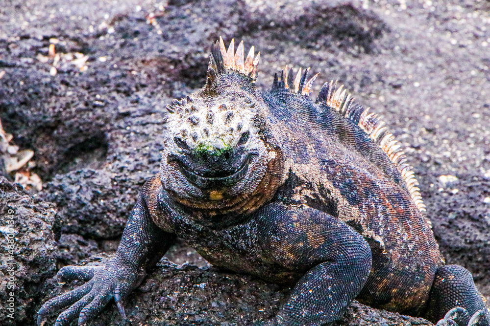 Obraz premium A male Marine Iguana on the rocky shoreline of Punta Espinoza on Fernandina Island in the Galapagos Islands