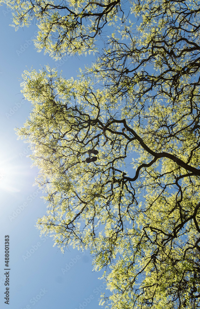 Fototapeta premium tree in autumn