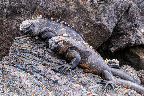 Marine Iguanas lying on the rocky shoreline of Punta Espinoza on Fernandina Island in the Galapagos Islands