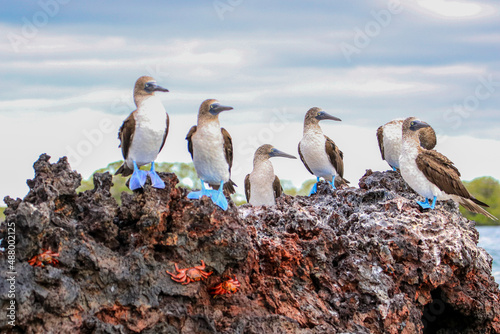 Blue-footed Boobies resting on a rocky outcrop in Elizabeth Bay off the coast of Isabela Island in the Galapagos Islands.	 photo