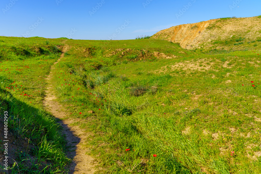 Fototapeta premium Red anemone flowers, the Beeri Badlands, Northern Negev Desert