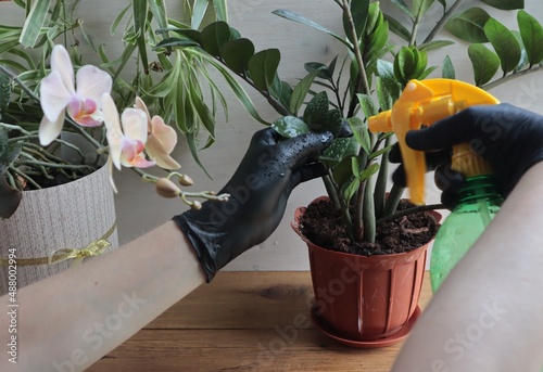 Care and spraying from a spray gun for indoor plants on a wooden surface.