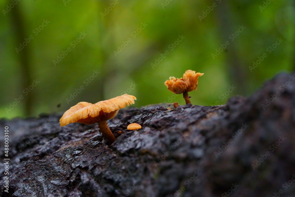 a mushroom grown over a tree in forest