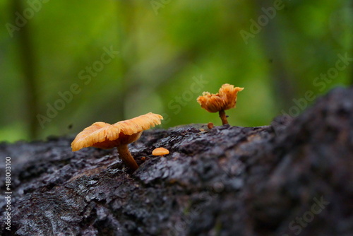 a mushroom grown over a tree in forest