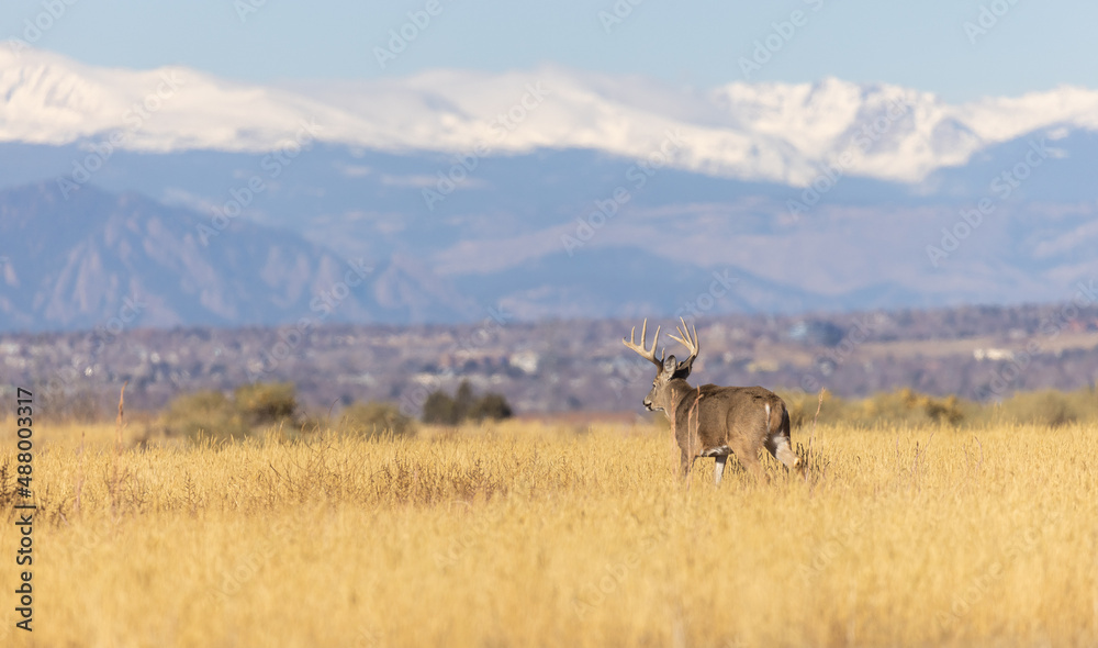 Obraz premium Buck Whitetail Deer During the Rut in Colorado in Autumn