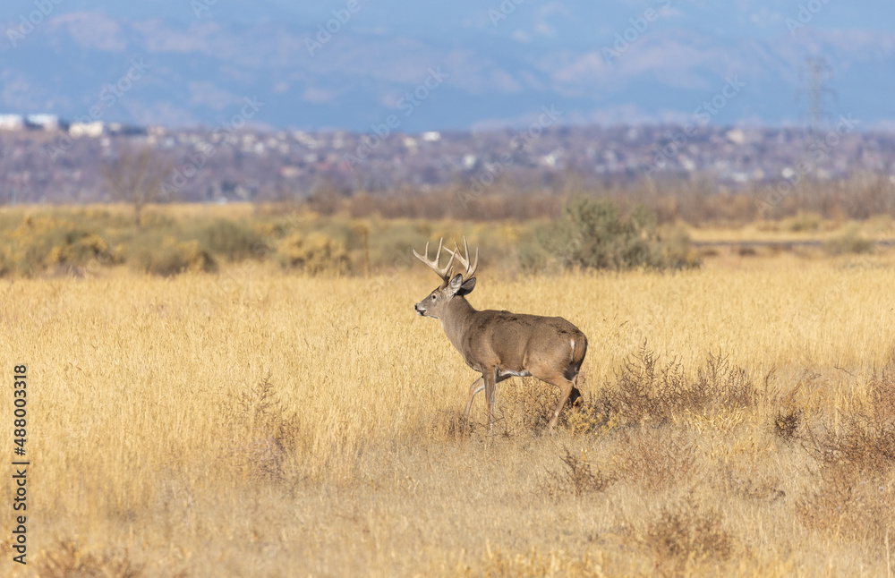 Obraz premium Buck Whitetail Deer During the Rut in Colorado in Autumn