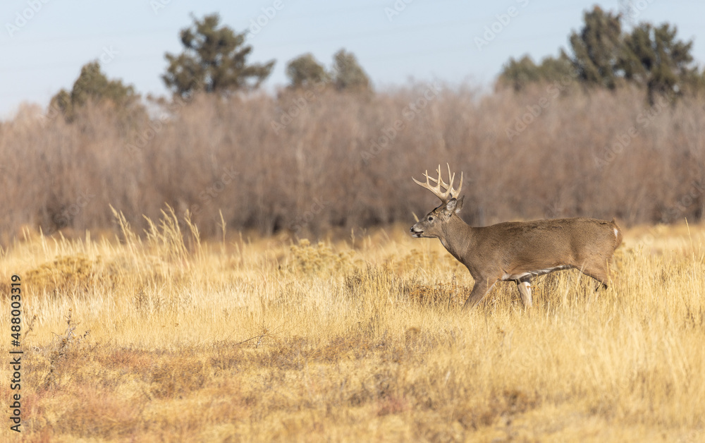 Buck Whitetail Deer During the Rut in Colorado in Autumn