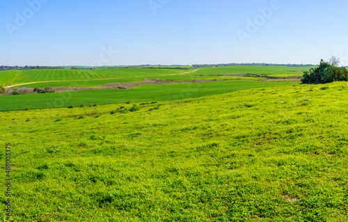 Countryside in the Shikmim Ranch  Northern Negev Desert