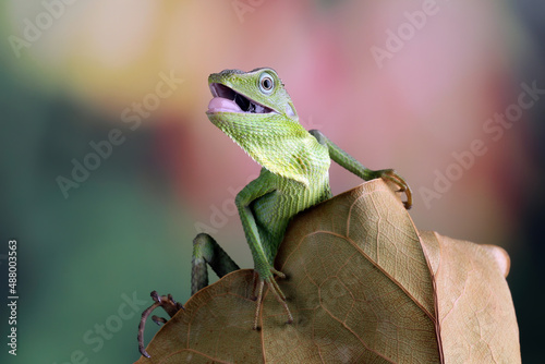 Tableau sur toile Jubata green lizard habitat in Indonesia