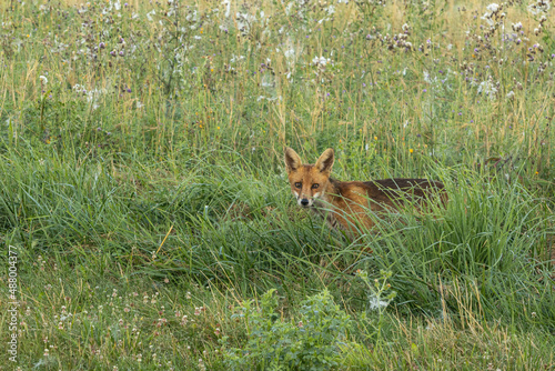 Portrait d'un jeune renard roux marchant dans un champ fleuri l'été