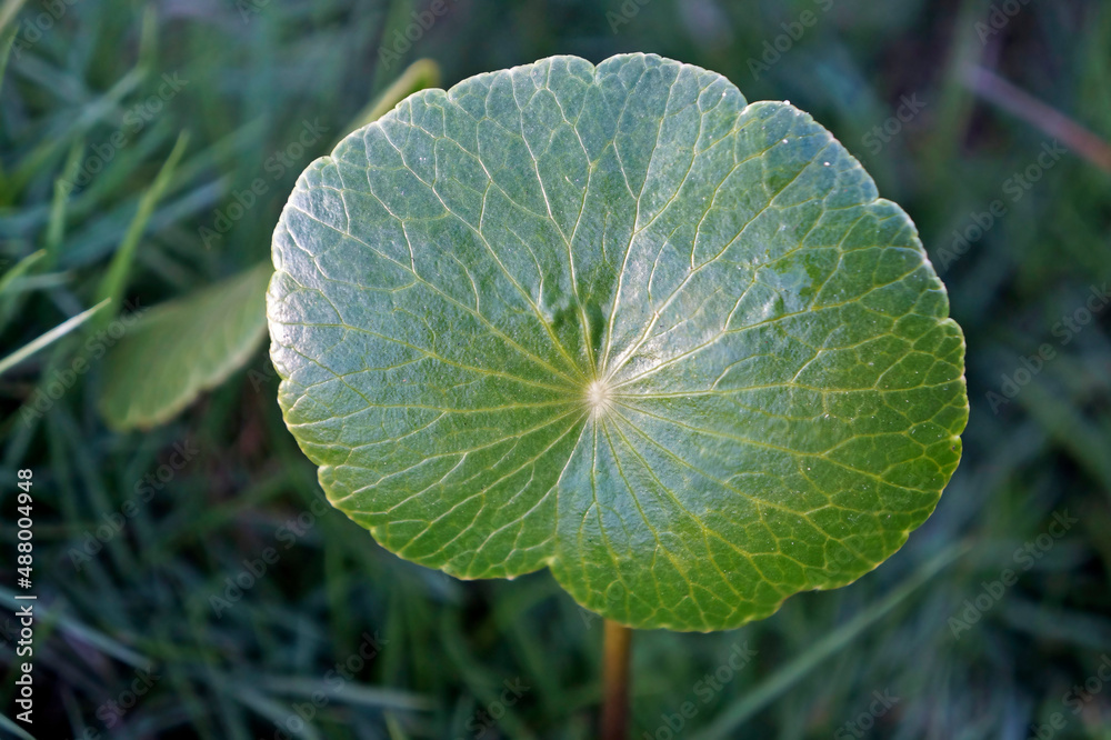 Marsh pennywort leaf (Hydrocotyle umbellata) Marsh pennywort leaf (Hydrocotyle umbellata)