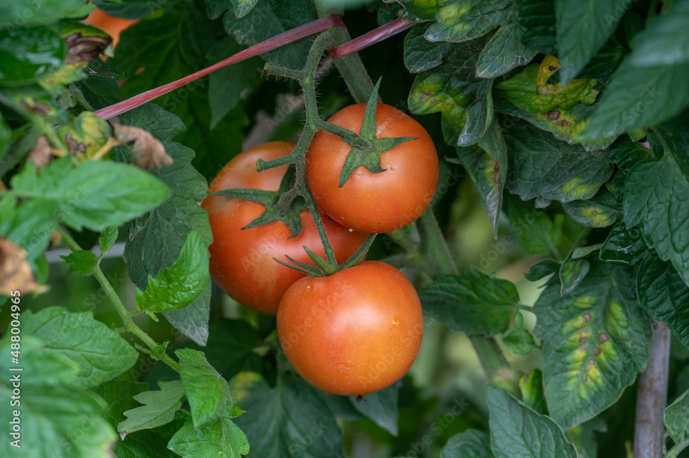 Ripe or immature tomato on a tomato tree in a field
