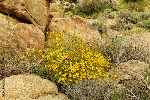 Yellow flowers of the brittlebush (Encelia farinosa), a desert plant in Joshua Tree National Park, Mojave Desert, California, USA
 photo