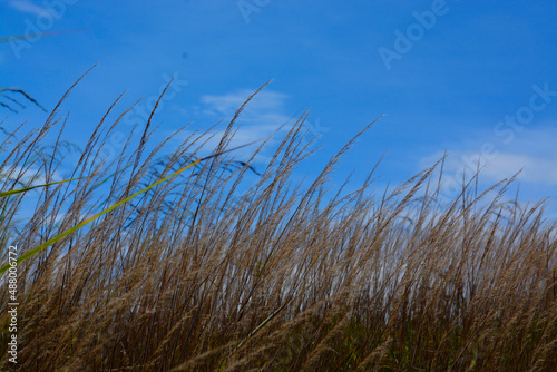 Fototapeta Naklejka Na Ścianę i Meble -  savanna with blue sky over the hill