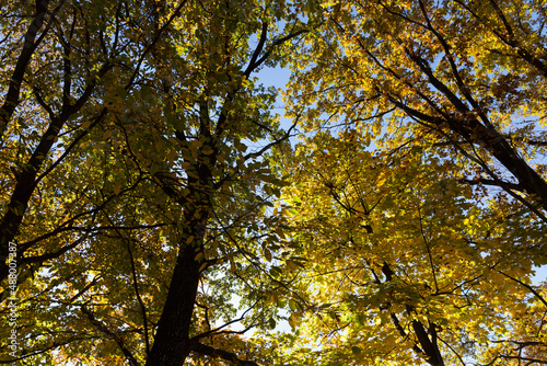 deciduous trees during leaf fall in autumn