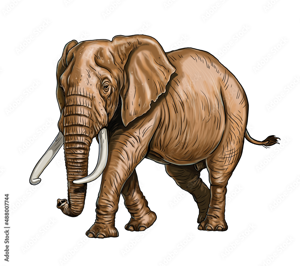 Fototapeta premium African elephant drawing. Digital template with elefant bull. 