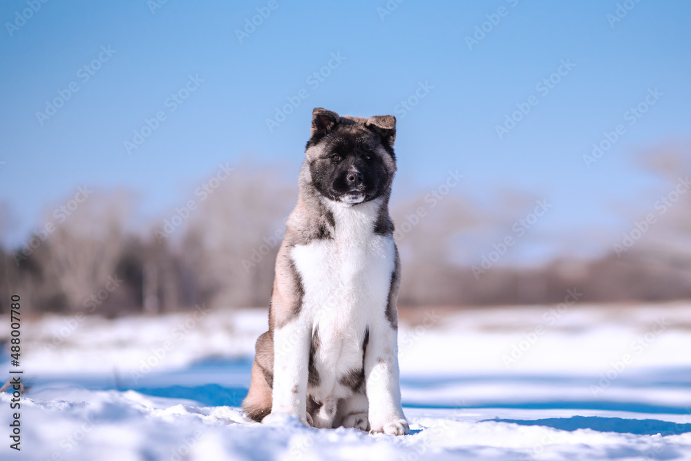 The dog portrait in the flowers of a willow. American Akita puppy in winter in the snow