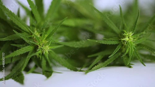 Close-up of cannabis plant. Growing marijuana, hemp ganja herbs plant, cannabis for medical, CBD THC therapeutic effects for medical purpose