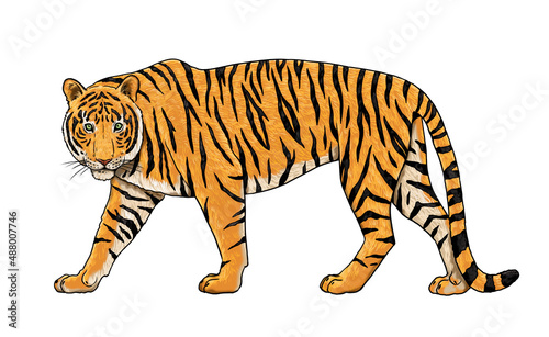 Bengal tiger on the hunt. Digital drawing with big cat. 
