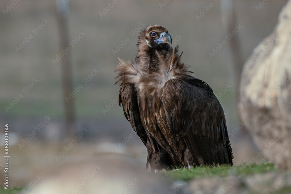 Cinereous Vulture (Aegypius monachus) perched on a rock