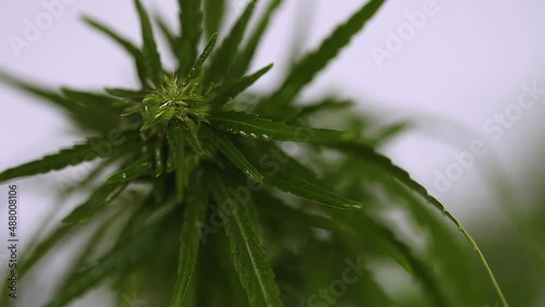 Macro close up of droplet dosing cannabis CBD oil. Biological and ecological hemp plant herbal pharmaceutical