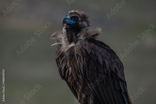 Cinereous Vulture  Aegypius monachus  feeding on dead cattle carcass