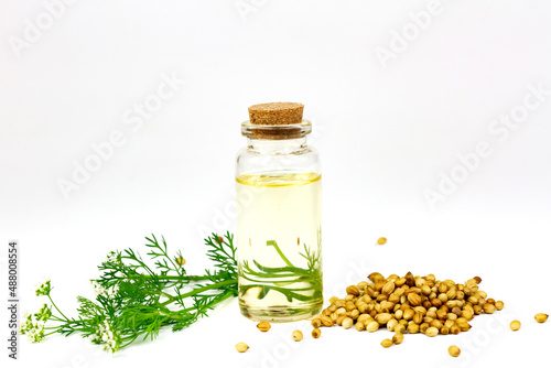Coriander Essential Oil in bottle and coriander seeds with branch and flower isolated on white background.