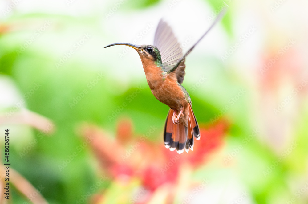 Fototapeta premium Rufous-breasted Hermit hummingbird, Glaucis hirsutus, in a unique pose with a soft pastel colored background.