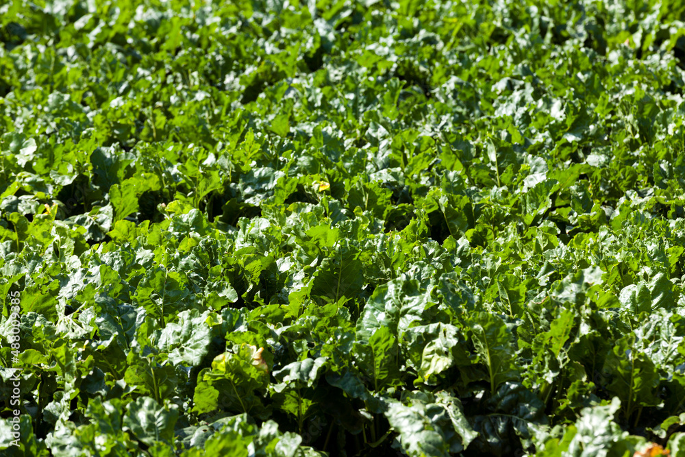 agricultural field with green beet tops agricultural field with green beet tops