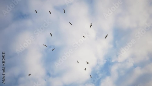 Vultures flying in the sky above cadaver - Swarm of vulture flying in circle above death animal. Birds flying in circle. photo