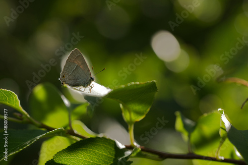 Blauer Eichen-Zipfelfalter (Favonius quercus photo