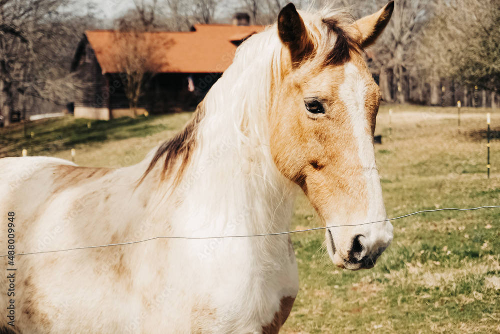 Fototapeta premium horse in a field