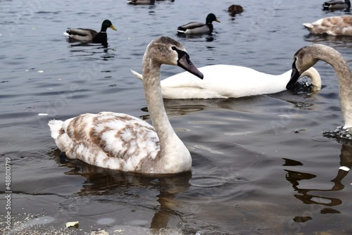 The mute swan (Cygnus olor) is a species of swan and a member of the waterfowl family Anatidae.