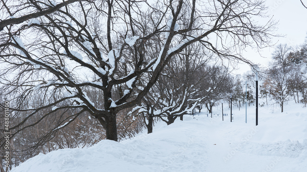 trees in snow trees in snow